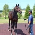 初年度産駒２冠馬ロブチェンの活躍で評価一変　ワールドプレミア２４頭から１２０頭超の種付け頭数に激増