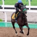 【クイーンＳ】エリカエクスプレスはリズム重視の微調整で十分　猛時計の先週もソフトな今週も課題の折り合いスムーズ