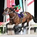 ＪＢＣクラシックと帝王賞を制したキングズソードが競走馬登録抹消　今後はアロースタッドで種牡馬に