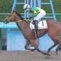 【注目馬動向】ダートで未勝利戦Ｖのラピッドテソーロ　ダリア賞で芝に再投入へ