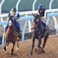 【ＣＢＣ賞・１週前】桜花賞７着から巻き返しを期すサンアントワーヌが絶好の気配　鹿戸調教師「めちゃいい動き」