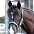 【注目馬動向】昨秋のジャパンＣ当日に出走取り消した２３年菊花賞馬のドゥレッツァは新潟記念で戦線復帰へ　キャロットクラブが発表