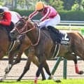 【アイビスSD】マル外初の戴冠なるか アメリカンステージなど外国産馬3頭が参戦