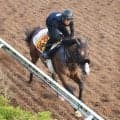 【アイビスＳＤ】エコロレジーナは活気十分に登坂　菊沢調教師「今回もゲート練習をして臨む」