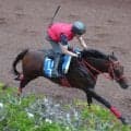 【アイビスＳＤ】「もう少しガツンとくるところが…」７歳馬デュガが坂路でラスト１１秒９も陣営は慎重