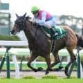 【アイビスSD出走馬・騎手確定】ピューロマジック＆田辺裕信騎手、アメリカンステージ＆戸崎圭太騎手など17頭