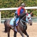 ２５年佐賀記念の覇者メイショウフンジンが競走馬登録抹消　今後は小倉競馬場で乗馬になる予定