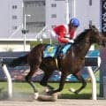 【川崎競馬新馬戦】ジョリージャイヴが９馬身差圧勝　野畑凌騎手「なかなかできるものではない」
