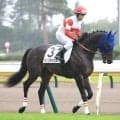 【注目馬動向】３・１億円馬ダノンダックスは放牧から１０月前半の東京未勝利戦へ　田中博康調教師「やっぱり素晴らしい馬」
