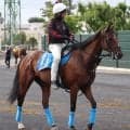 【注目馬動向】オニャンコポンは札幌記念に参戦　七夕賞では１５番人気３着　小島調教師「前回より落ち着いている」
