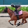 【クイーンＳ】桜花賞１７着から逆襲へ　フェスティバルヒルは軽快なフットワーク　結果次第で秋華賞も視野に