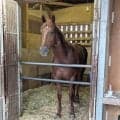 【ＰＯＧ】父は産駒が好調の新種牡馬フライトライン　ヴァイスクレストがゲート合格　陣営「スピードがかなりありそう」