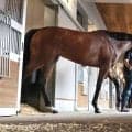 【ＰＯＧ談義】好時計連発の大物候補が中京で満を持してデビュー！　「今週の狙いは？」現場記者が推し馬をジャッジ
