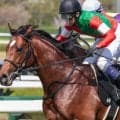 【STV賞】キタサンブラックの半弟 アルマデオロが武豊騎手と連勝狙う