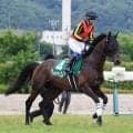 【注目馬動向】七夕賞７着カラマティアノスは９月１２日のチャレンジＣへ　サンデーサラブレッドクラブが発表