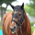 【アイビスＳＤ】前日最終オッズの単勝１番人気は外枠ではない！連覇を狙う６番枠のピューロマジックで２・７倍