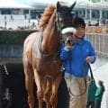 【注目馬動向】フォーエバーヤングの半妹ダーリングハーストは牝馬限定戦の８月３０日の新潟・３歳上１勝クラスへ