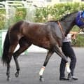 【注目馬動向】３連勝でオープン入りのマリアイリダータはチャレンジＣで重賞初挑戦へ　前走はレコードで圧勝