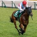 【AI予想・アイビスSD】前走以上の状態で連覇を目指す！ 人工知能は快速牝馬に自信の◎