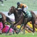 【クイーンS予想】秋のGI目指す牝馬のステップ戦 器用さ求められる札幌1800m