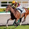 名牝ジェンティルドンナの6番仔 アルジェンテーラが復帰戦で初勝利なるか