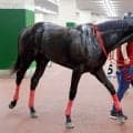 「満貫だな」「一発上がりワロタ」珍名馬リーチツモドライチがデビューⅤ　馬名通りの結果にＳＮＳ爆笑…新潟新馬
