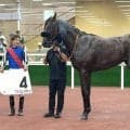 【中京２Ｒ・２歳新馬】ジャスティファイ産駒のファンビッチャンが快勝　幸英明騎手「タイム以上に強かった」