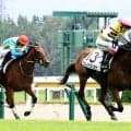 【新潟３Ｒ】ニシノトラノスケが千葉厩舎ゆかりの血統、馬主の組み合わせで初陣Ｖ　「兄よりも上に行けるように」