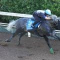 日曜新潟競馬場の注目激走馬…新潟７Ｒアイビスサマーダッシュ・Ｇ３