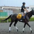 【クイーンＳ】「スタートしての不利が痛かった」横山武史騎手も無念　ケリフレッドアスクは８着に沈む
