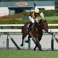 【CBC賞見どころ】ディアナザールの重賞初制覇なるか