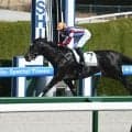 【レパードS見どころ】次第に競馬が巧みになってきたメルカントゥール