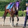 【エルムＳ】昨年のダート２冠馬ナチュラルライズが新馬圧勝の舞台で巻き返す　伊藤圭調教師「馬場適性はあると思う」