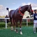 【韓国・KRAカップクラシック】コリアカップの前哨戦はレースレコードでカンプンマが勝利