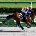 【エルムS想定騎手】テーオーパスワードは松山弘平騎手、ルクソールカフェは岩田望来騎手