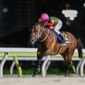 【先週のJRA抹消馬】JpnI・2勝のキングズソード、昨年の佐賀記念を制したメイショウフンジンなど