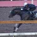【レパードＳ】Ｊｐｎ１勝ちの実績があるパイロマンサーが帰国初戦で巻き返す　吉村調教師「軌道に乗せていかないと」