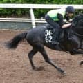 【レパードＳ】メルカントゥールは追うごとに上昇　杉山晴調教師「２週前よりまたひとつ、芯が入った動き」