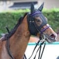 【CBC賞】永島まなみ騎手が2年ぶりの重賞2勝目へ ジェニファーで参戦だ