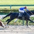 【エルムS展望】マリーンSの勝ち馬ウェイワードアクトが重賞初制覇へ