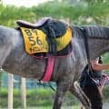 今村聖奈騎手と１分５秒８の日本レコードＶ飾ったテイエムスパーダが現役引退　小椋研介厩舎が公式Ｘで発表