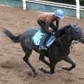 【ＣＢＣ賞】前走は放馬で競走除外…クラスペディアは調整方法を見直し再出発　河嶋調教師「いい精神状態で...」