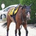 【ＣＢＣ賞】勢いづくジェニファーが永島まなみ騎手と重賞Ｖへ　浜田調教師「ここにきて馬がもう一段成長してきた」