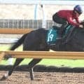 【今週のトク注新馬】 「今まで乗ったコントレイル産駒の中では一番...」２・６億円馬ドラゴンバルドいよいよ初陣