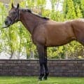「中京芝1200mはドンピシャリ」 馬体派記者が期待寄せるCBC賞出走馬