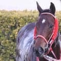 【エルムＳ】重賞で２勝２着１回！今年の「北海道男」北村友一騎手とのコンビ　レヴォントゥレットがひと押し利かせる
