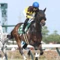 【注目馬動向】東海Ｓで１番人気３着のドンインザムードは武蔵野Ｓで巻き返しを狙う　東京コースとは相性抜群