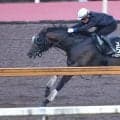 【レパードＳ】再び連勝街道へ！　パイロマンサーが坂路でパワフルな動き　吉村調教師「いい結果を出したいです」