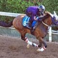 【中京記念・１週前】超良血馬スイープアワーズが軽やかな脚どり　宮地調教師「引き続き重賞でもいい勝負を期待」