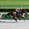 【エルムS出走馬・騎手確定】テーオーパスワード＆松山弘平騎手、ルクソールカフェ＆岩田望来騎手など11頭